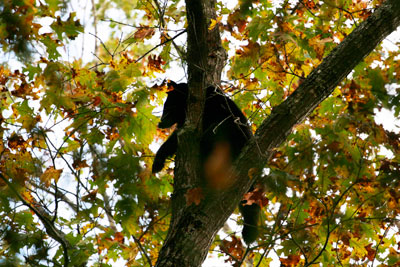 Black bear in tree in Cades Cove, Great Smoky Mountains National Park