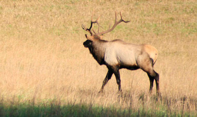 Big bull elk Cataloochee Valley North Carolina