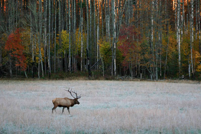 Bull elk Cataloochee Valley North Carolina