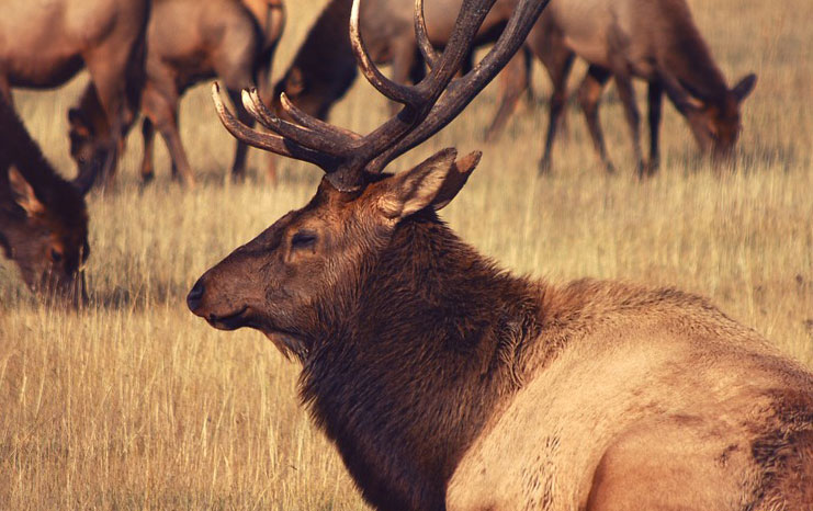 Elk Bugling God’s Praise in the Cataloochee Valley