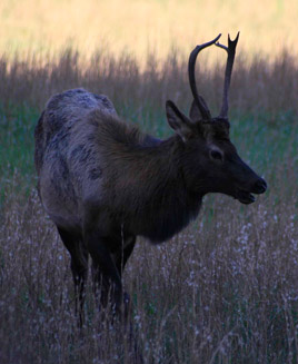 Young bull elk in the Cataloochee Valley North Carolina