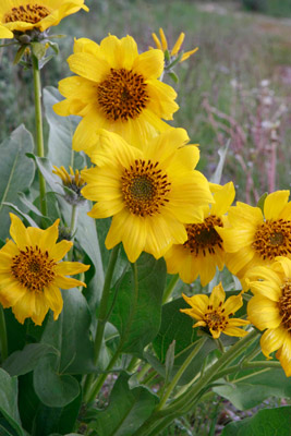 Arrowleaf balsamroot in Grand Teton National Park in June