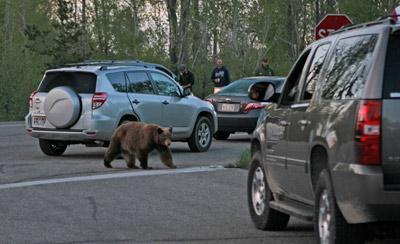 Grand-Teton-black-bear-1