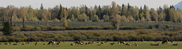 Elk herd in Grand Teton National Park in June