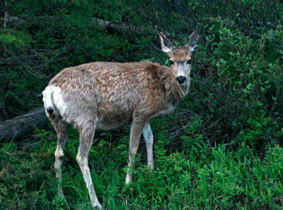 Grand Teton National Park mule deer