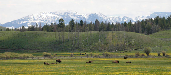 Grand-Tetons-bison