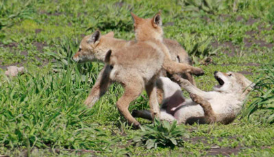 Coyote puppies Grand Teton National Park in June