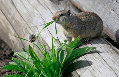 Grand Teton National Park animal eating grass