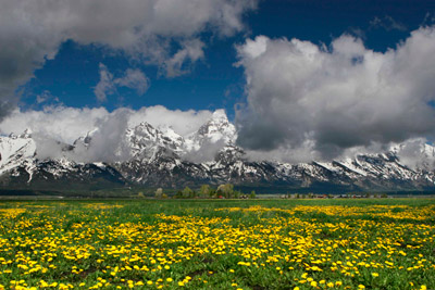 Grand Teton National Park mountains with arrowleaf balsamroot