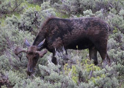 Grand Teton National Park bull moose