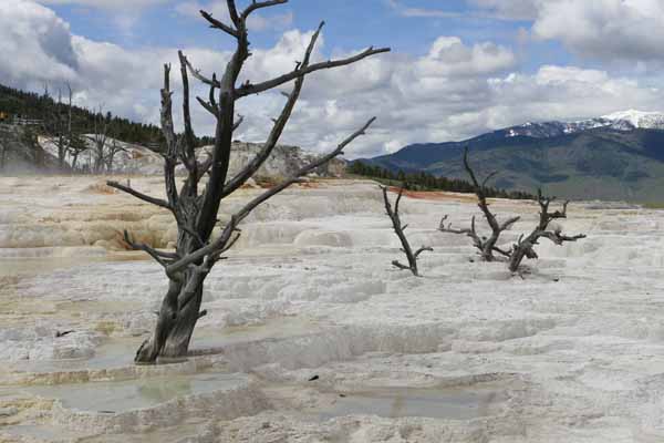 Yellowstone Mammoth 1