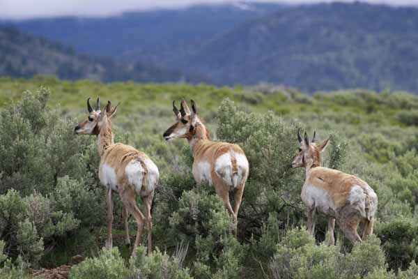 Yellowstone antelope Lamar Valley