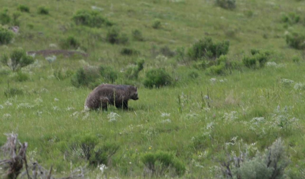 Yellowstone badger 2