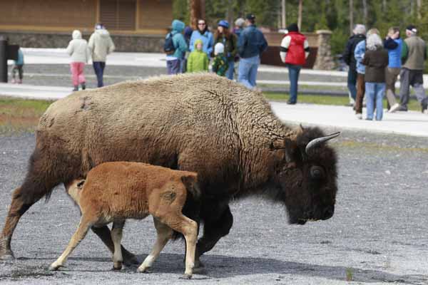 Yellowstone bison at Old Faithful