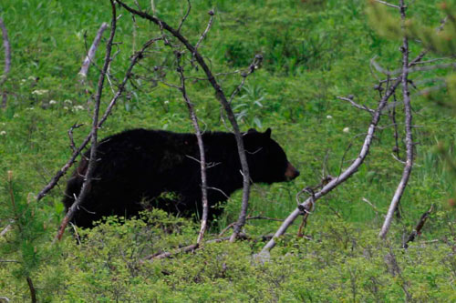 Yellowstone National Park wild black bear