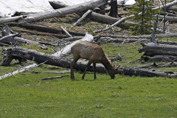 Yellowstone elk velvet antlers