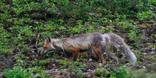 Yellowstone fox