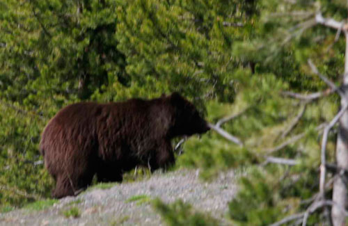 Yellowstone National Park wild grizzly bear