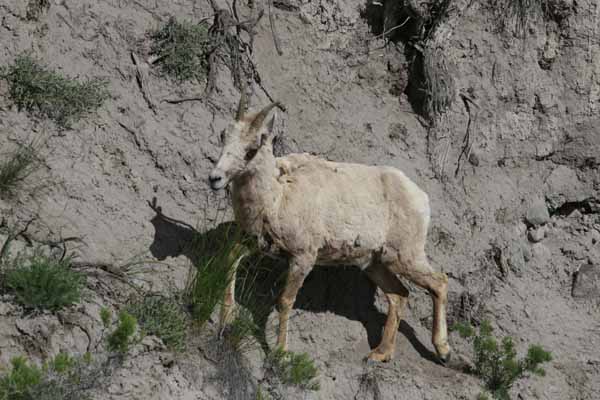 Yellowstone mountain sheep