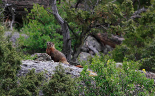 Yellowstone yellowbellied marmot