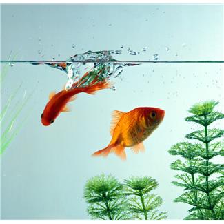 Dream Interpretation #2: Saving the Fishies One At A Time