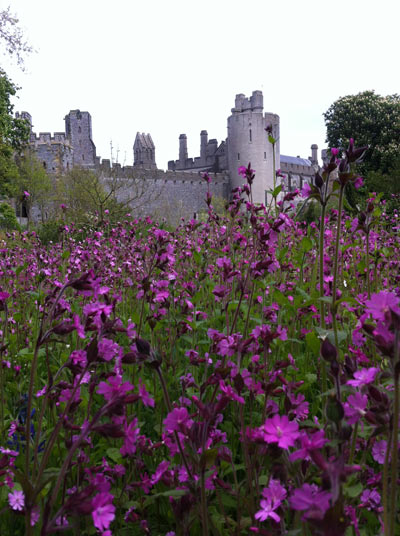 Castle-with-purple-flowers