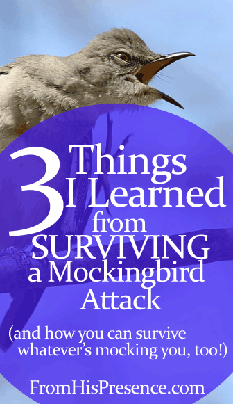 3 Things I Learned From Surviving a Mockingbird Attack