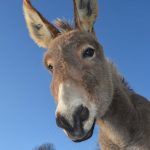 Jesus, Let Me Be the Donkey You Ride In On