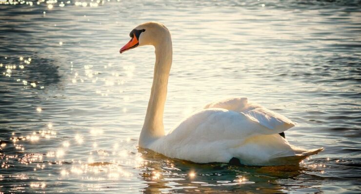 Prophetic Word: You Are Becoming a Spiritual Swan