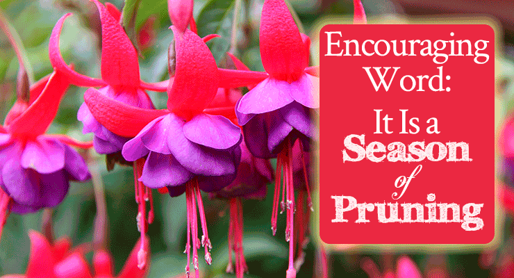 Encouraging Word: It Is a Season of Pruning