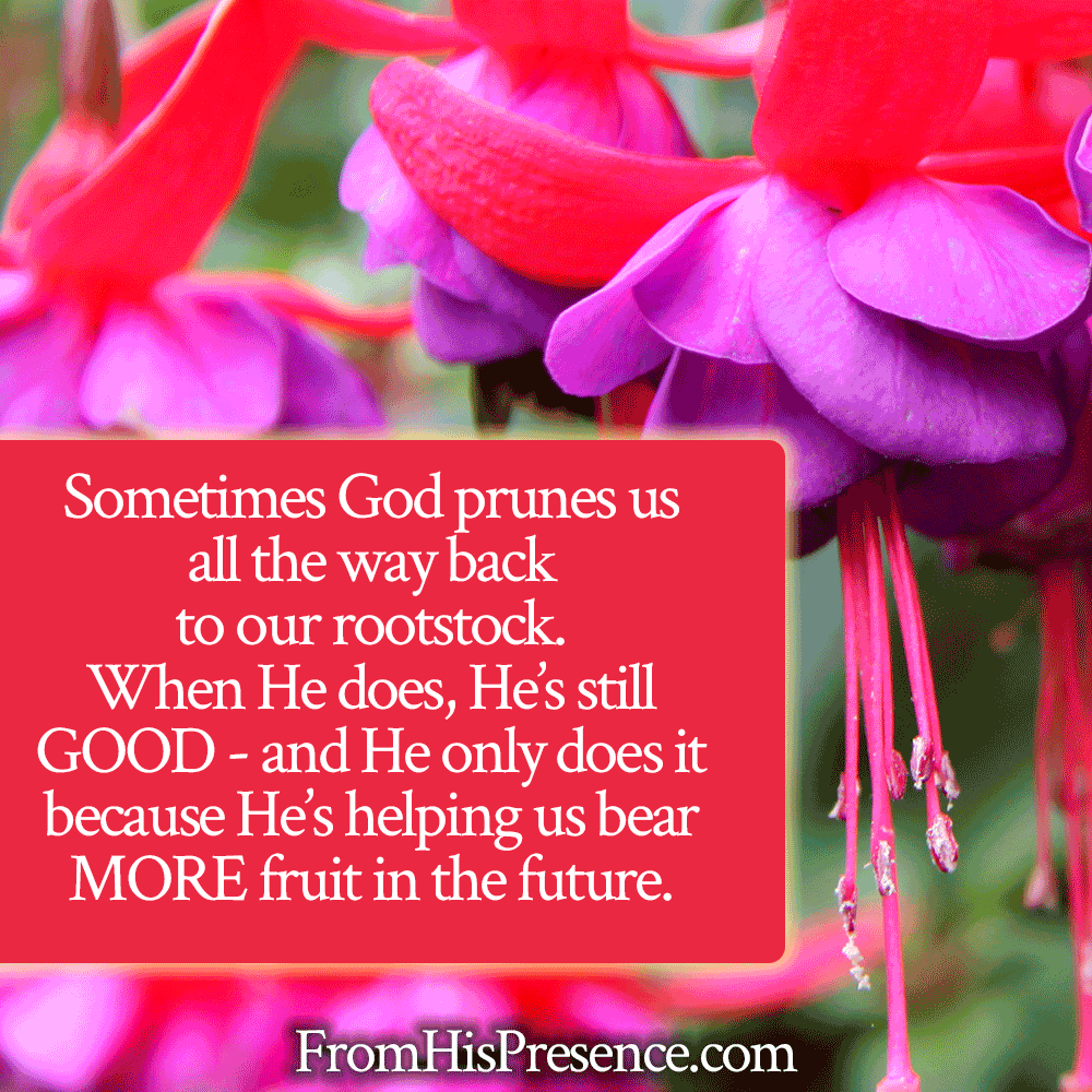 Sometimes God prunes us all the way back to our rootstock. When He does, He's still GOOD--and He only does it because He's helping us bear MORE fruit in the future. | Jamie Rohrbaugh | FromHisPresence.com