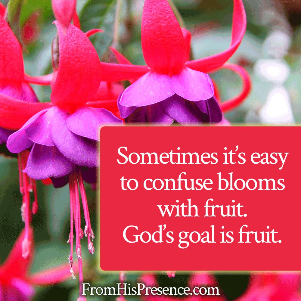 Sometimes it's easy to confuse blooms with fruit | photo of fuschia blooms | It Is a Season of Pruning | Encouraging word by Jamie Rohrbaugh | FromHisPresence.com