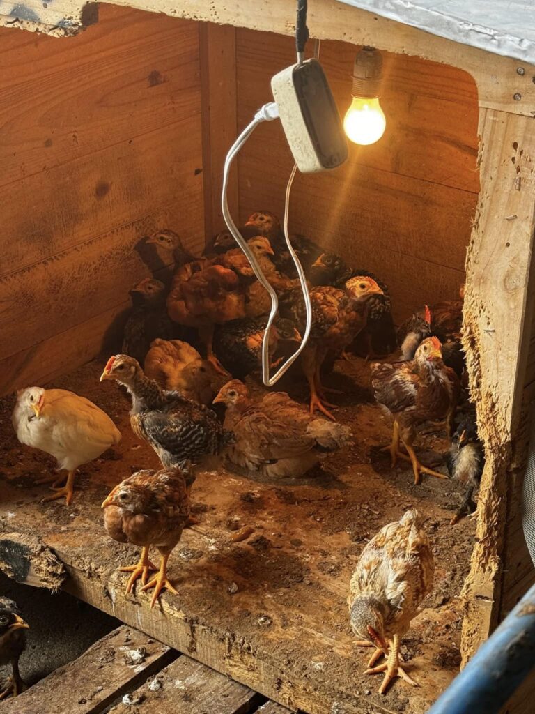 Chickens in our chicken program of economic development