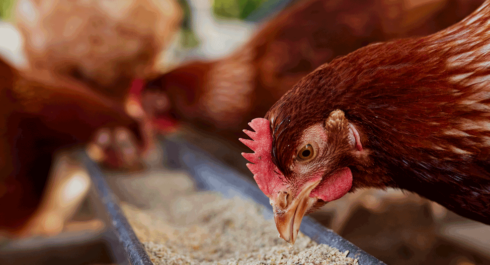 CHICKENS: Guatemala Miracle Report September 2024, Part 2